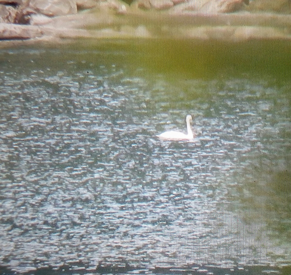 Trumpeter Swan - ML337651661