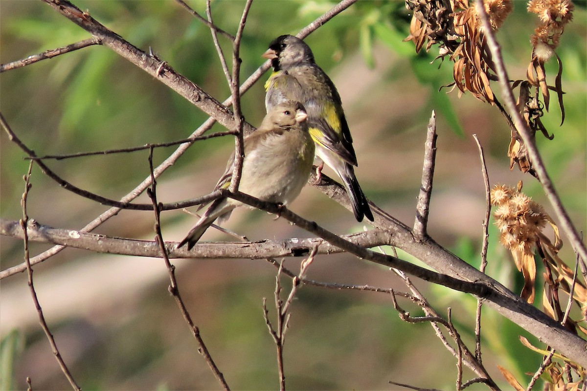 Lawrence's Goldfinch - ML337651721