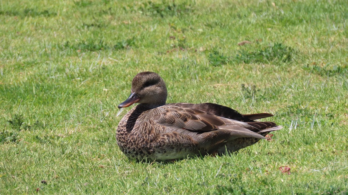 Gadwall - ML337653051