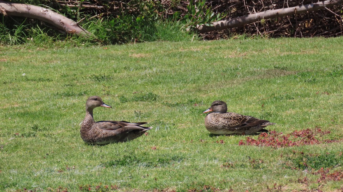 Gadwall - ML337653081