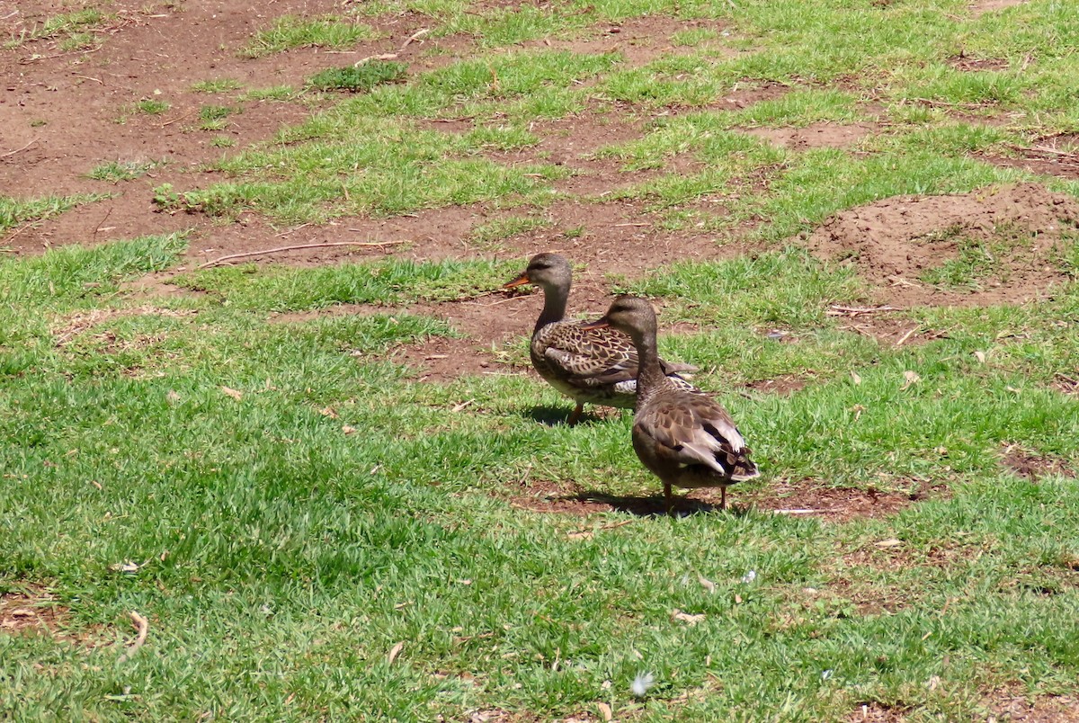 Gadwall - ML337653121