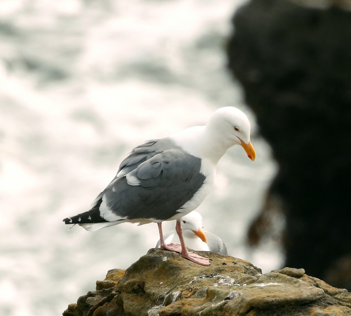 Western Gull - ML337653411