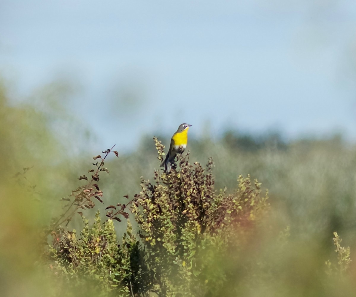 eBird Checklist - 30 Aug 2016 - Arcata Marsh--Butcher Slough log pond ...