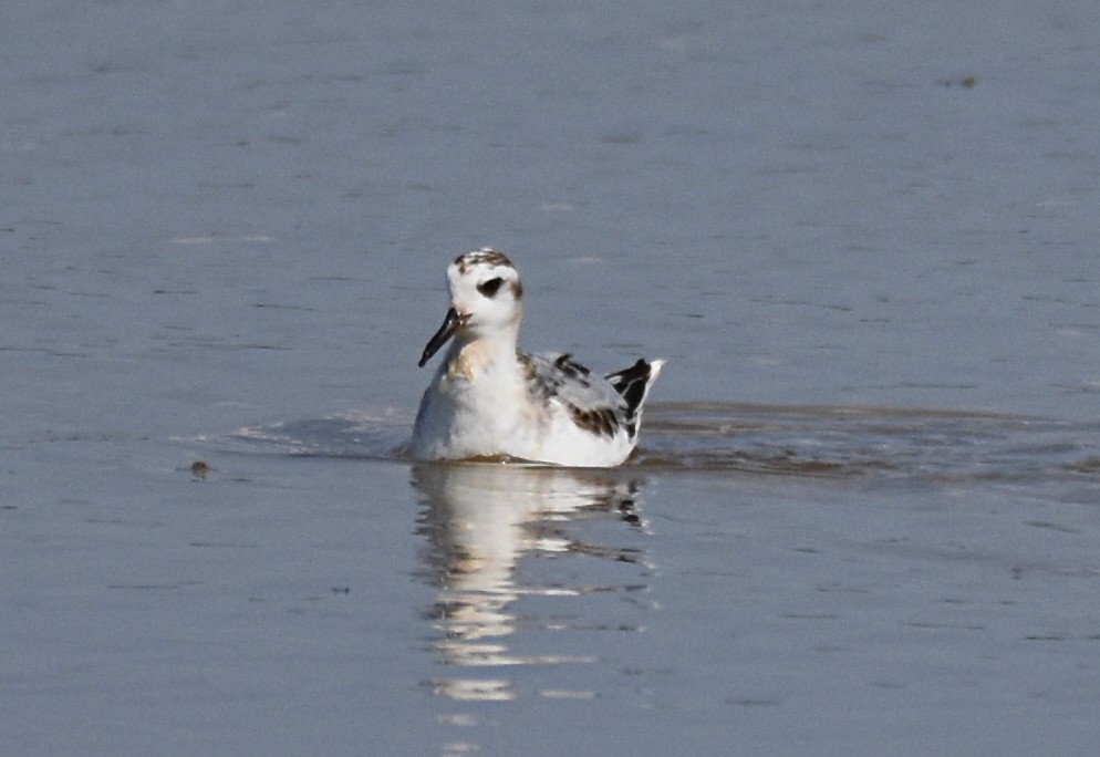 Red Phalarope - Glenn Wyatt