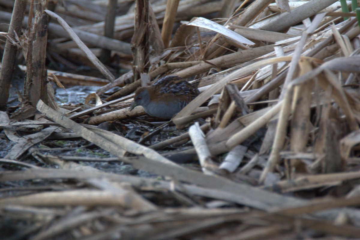 Baillon's Crake - ML337655081