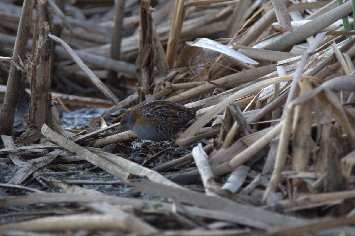 Baillon's Crake - ML337655101