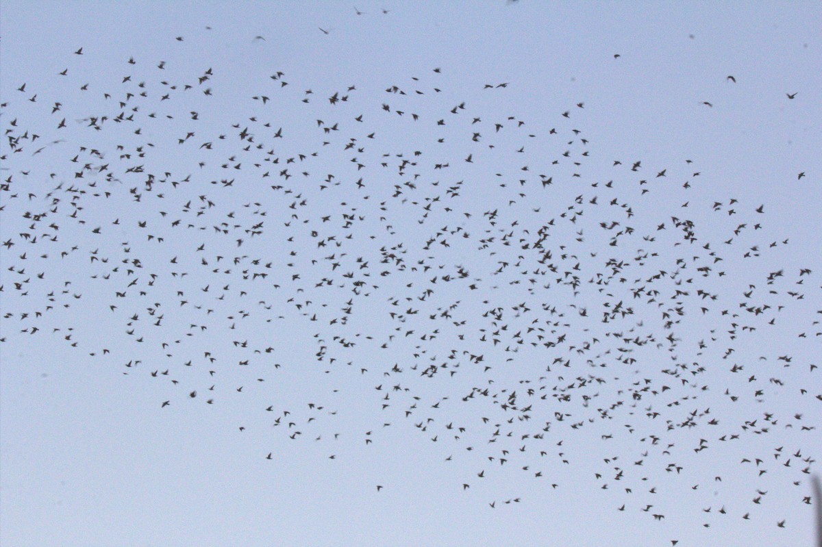 European Starling - ML337655181