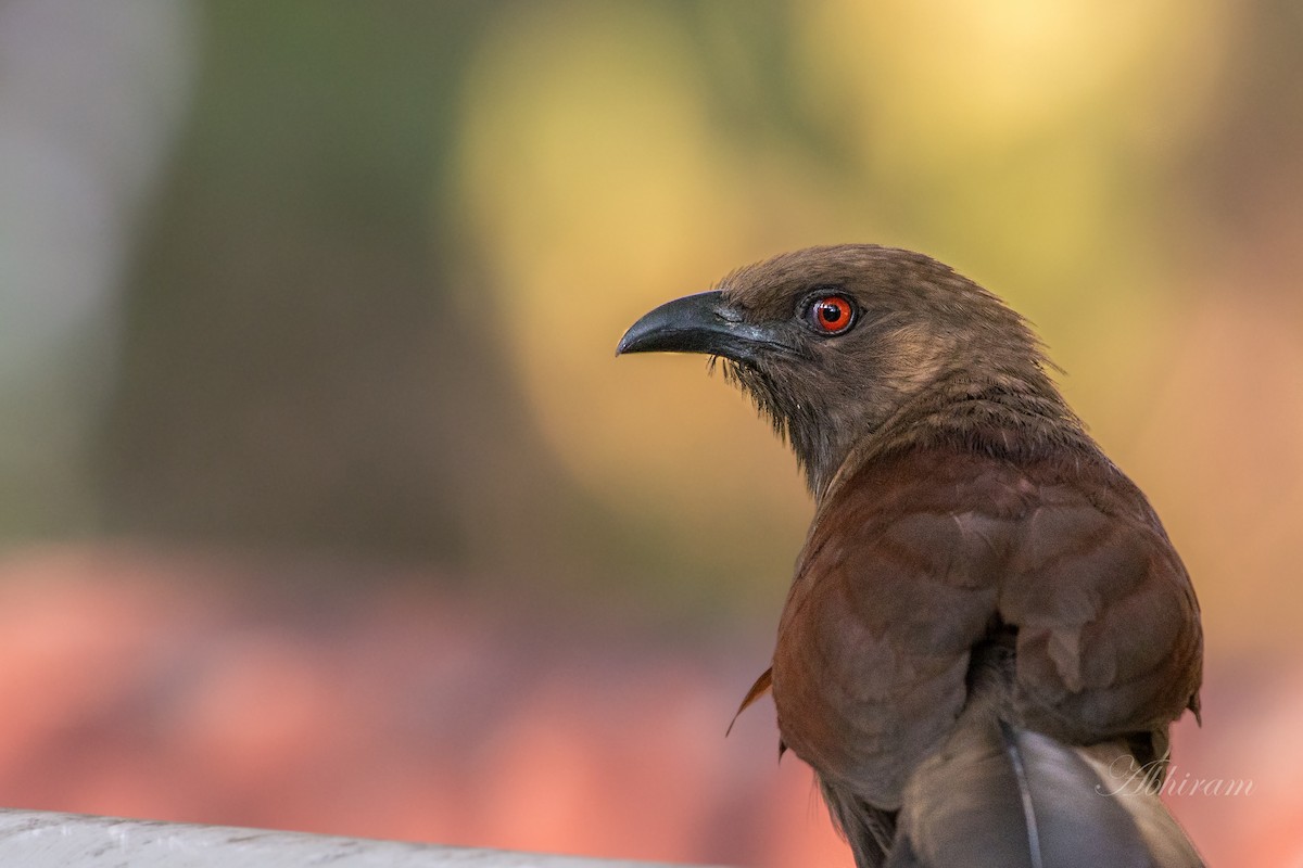 Andaman Coucal - Abhiram Sankar