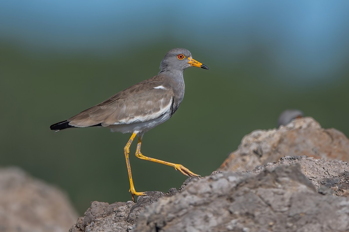 Gray-headed Lapwing - Ngoc Sam Thuong Dang