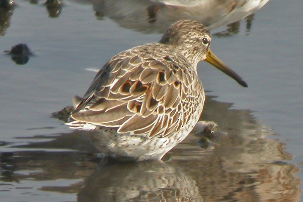 Short-billed Dowitcher - Anonymous