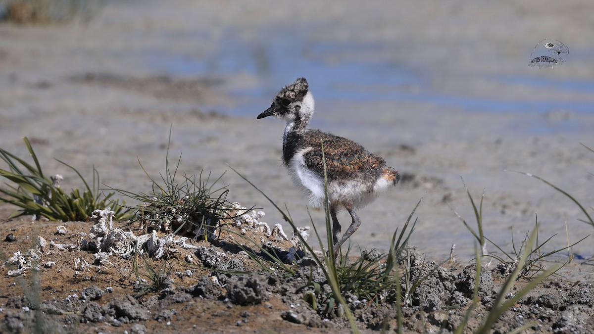 Northern Lapwing - ML337659991