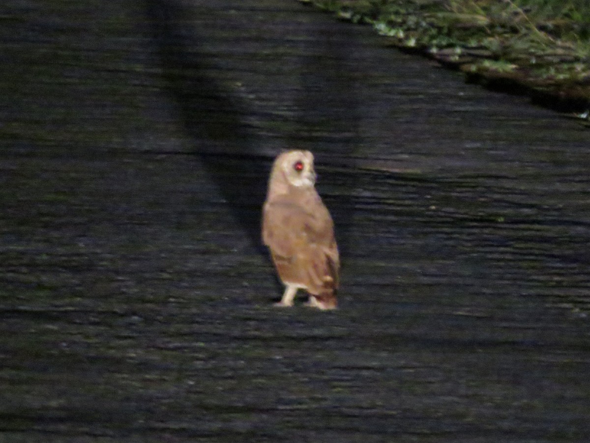 Marsh Owl - ML337661411