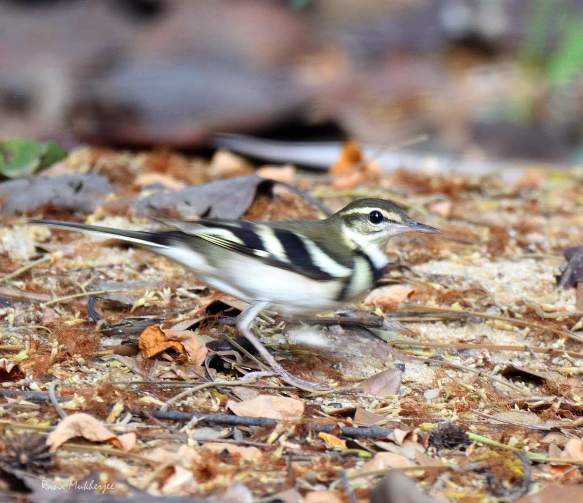 Forest Wagtail - Rana Mukherjee