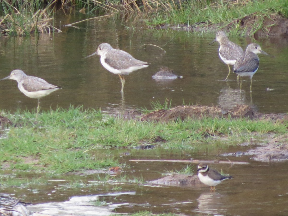 Common Greenshank - ML337662001