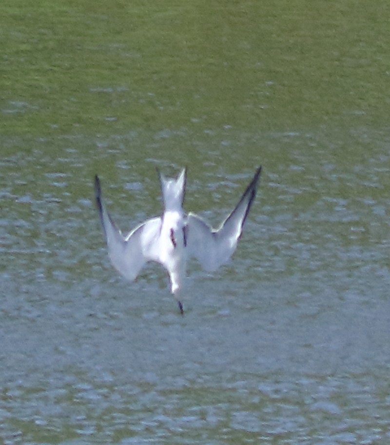 Common Tern - Joseph Mancuso