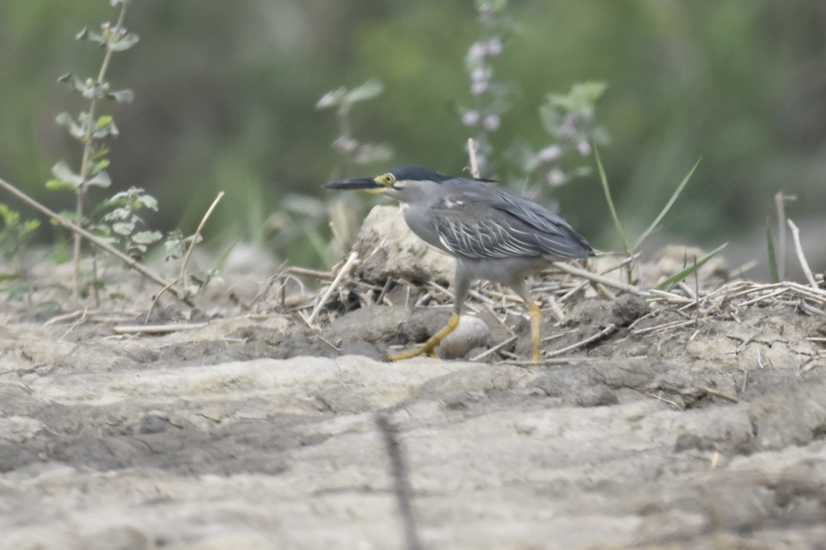 Striated Heron - ML337662791