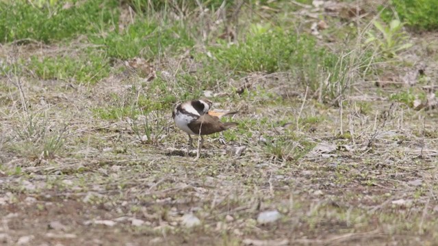 Killdeer - ML337663111