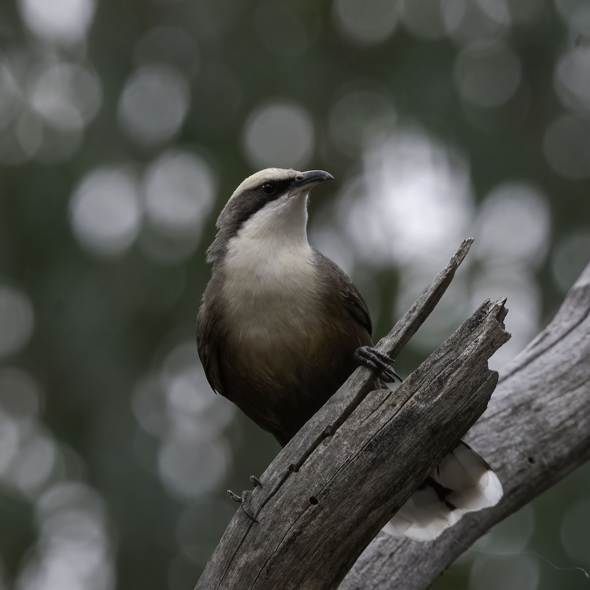 Gray-crowned Babbler - Nancy Auerbach and  Dirk Hovorka