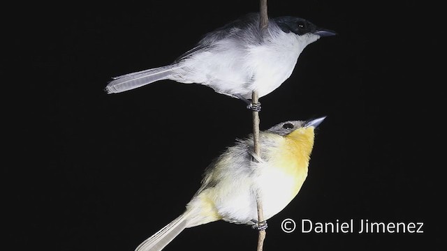 Moluccan Flycatcher - ML337665001