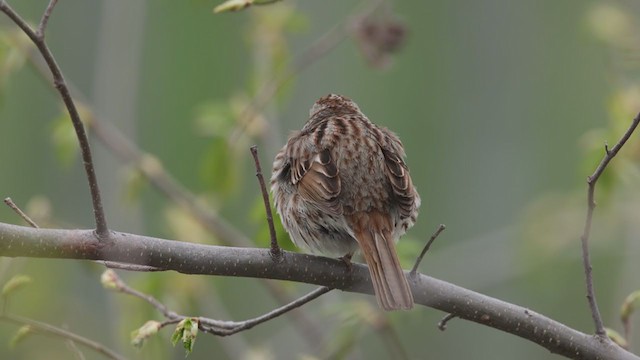 Song Sparrow - ML337665101