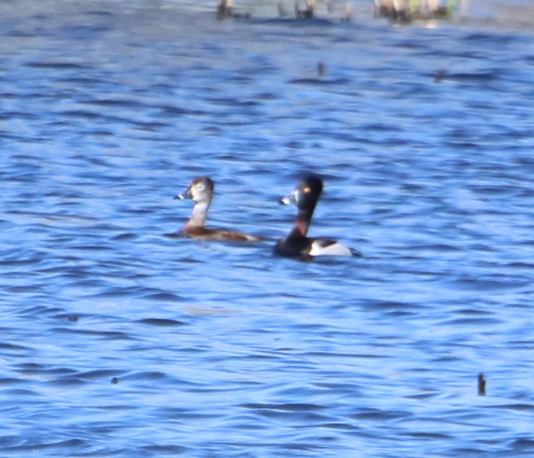 Ring-necked Duck - ML337665431