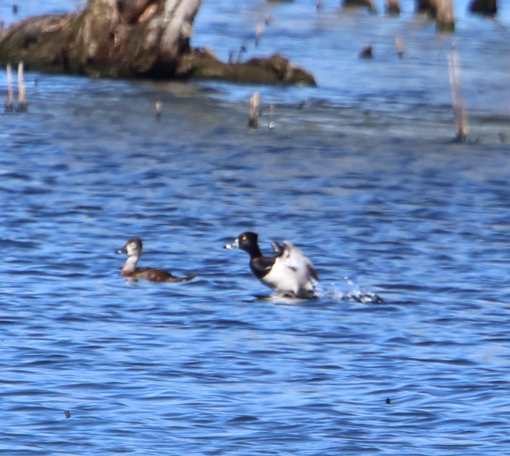 Ring-necked Duck - ML337665511