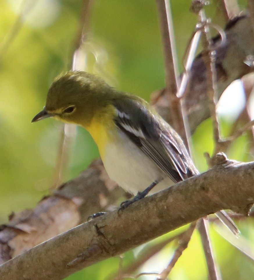 Yellow-throated Vireo - ML337665591