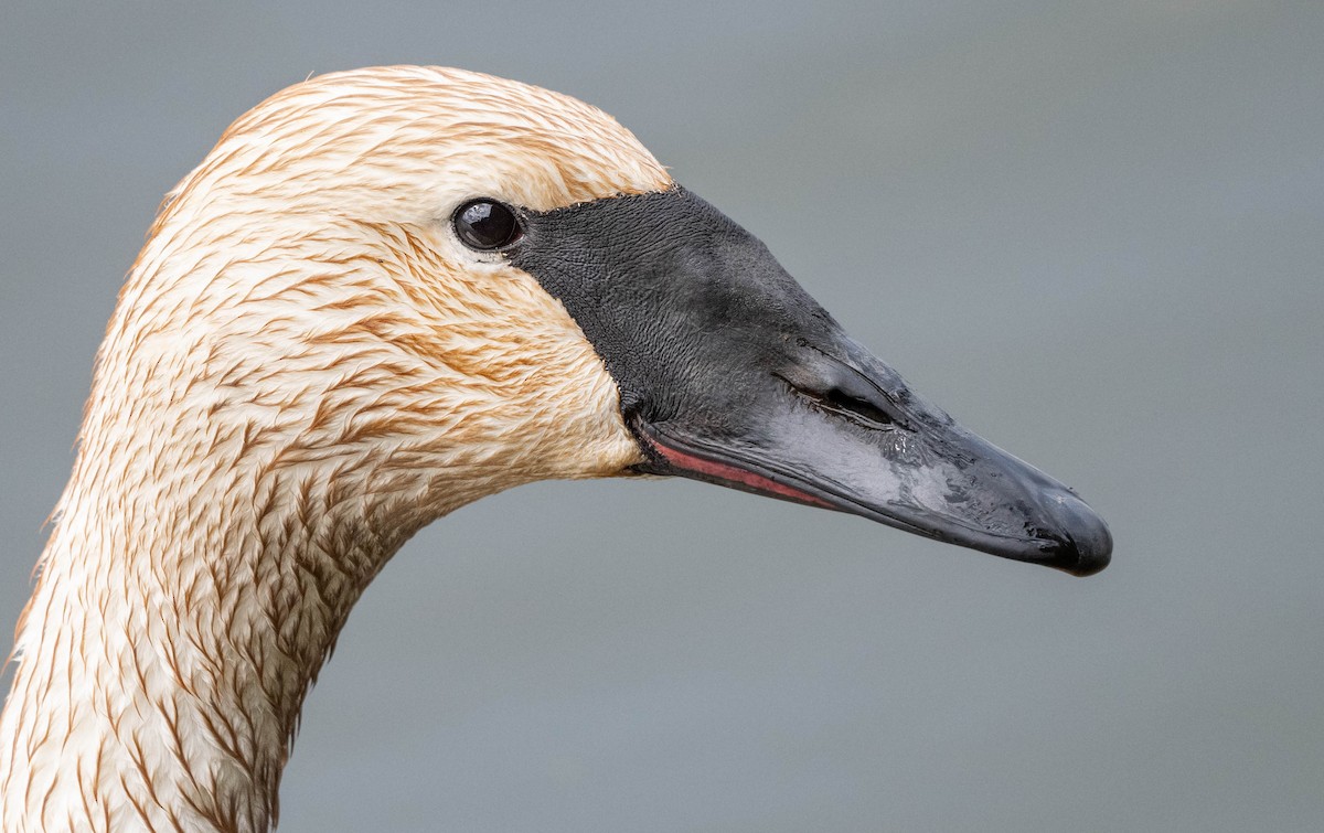 Trumpeter Swan - ML337666711