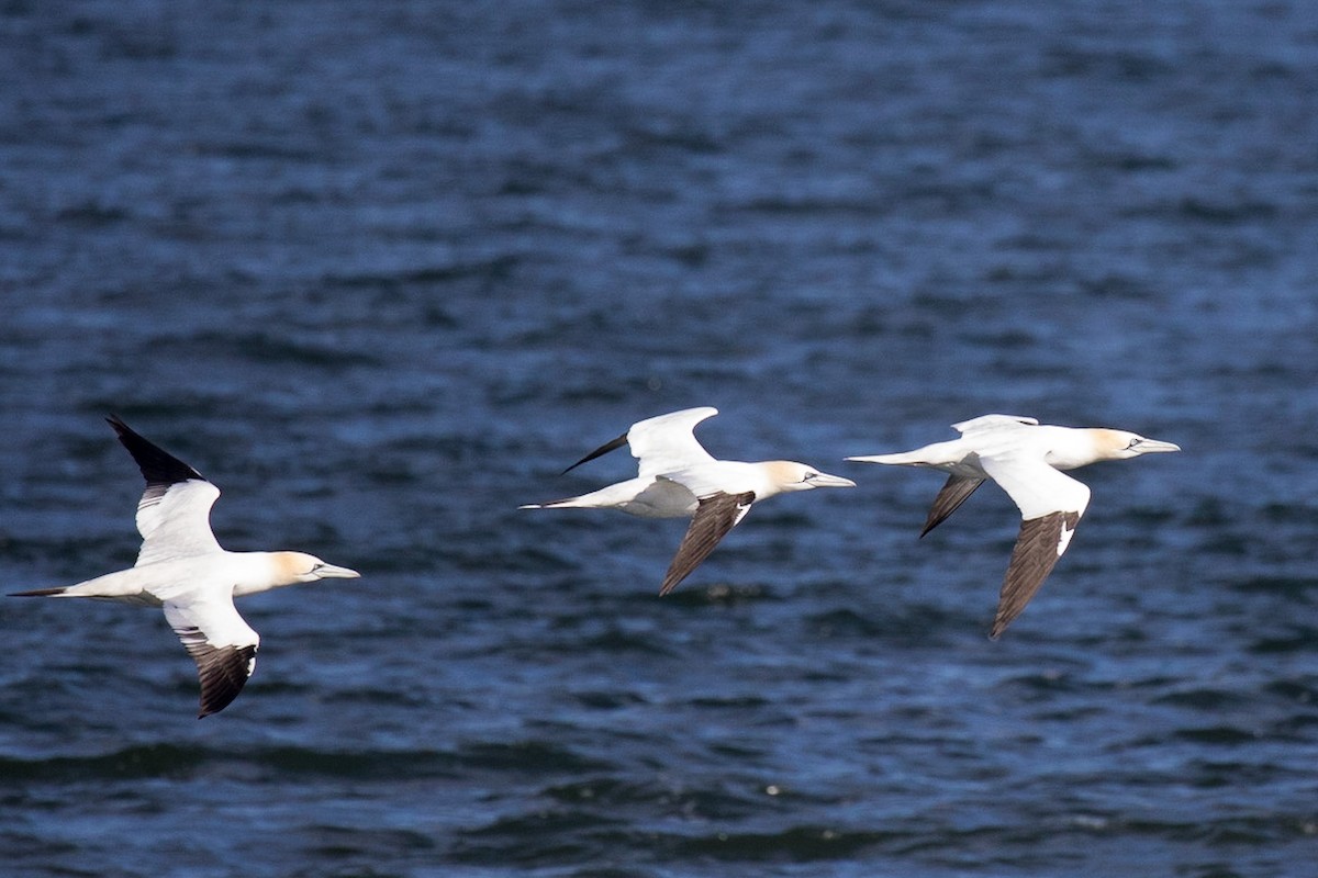 Northern Gannet - Nancy Clermont