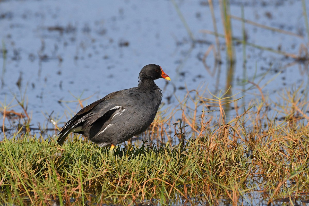 Gallinule poule-d'eau - ML337668401