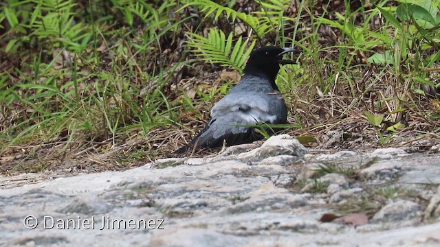 Moluccan Cuckooshrike - ML337669051