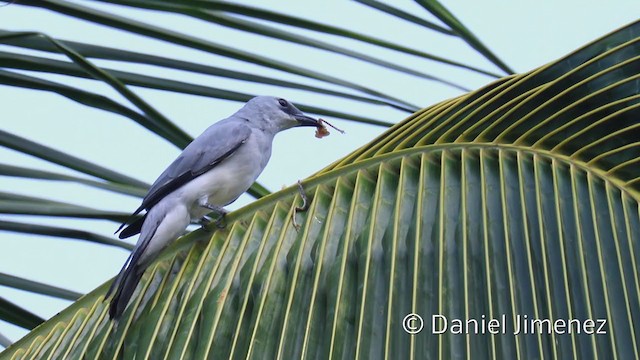 White-bellied Cuckooshrike - ML337672661