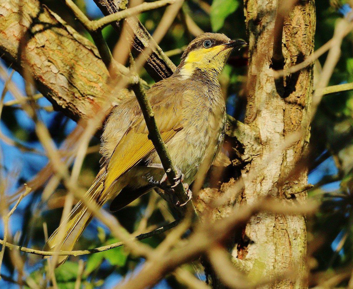Mangrove Honeyeater - ML337673971