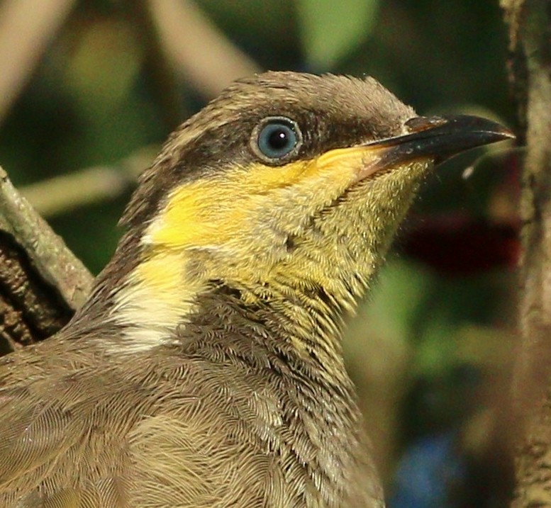 Mangrove Honeyeater - ML337673981