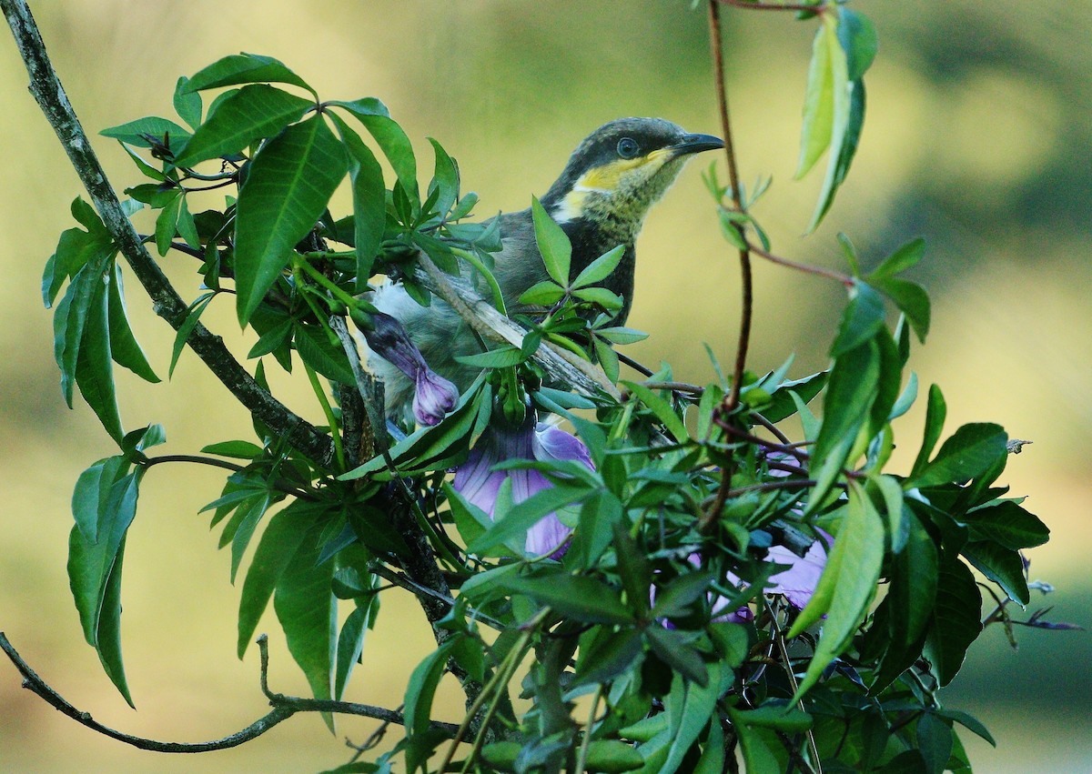 Mangrove Honeyeater - ML337674001
