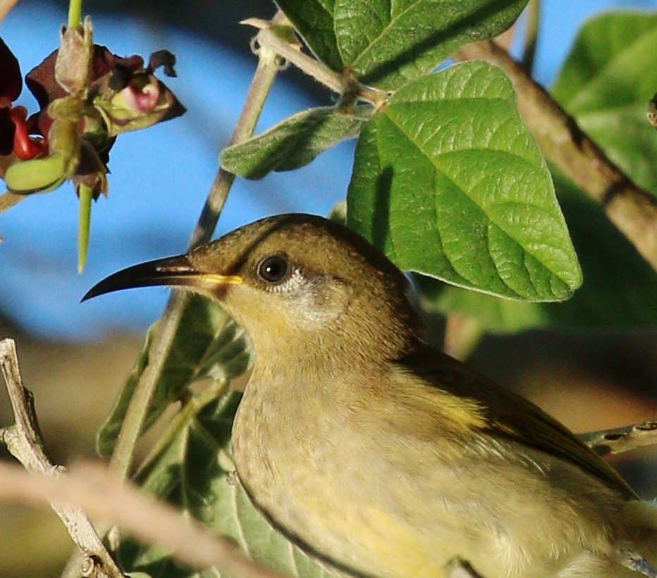 Brown Honeyeater - ML337674071
