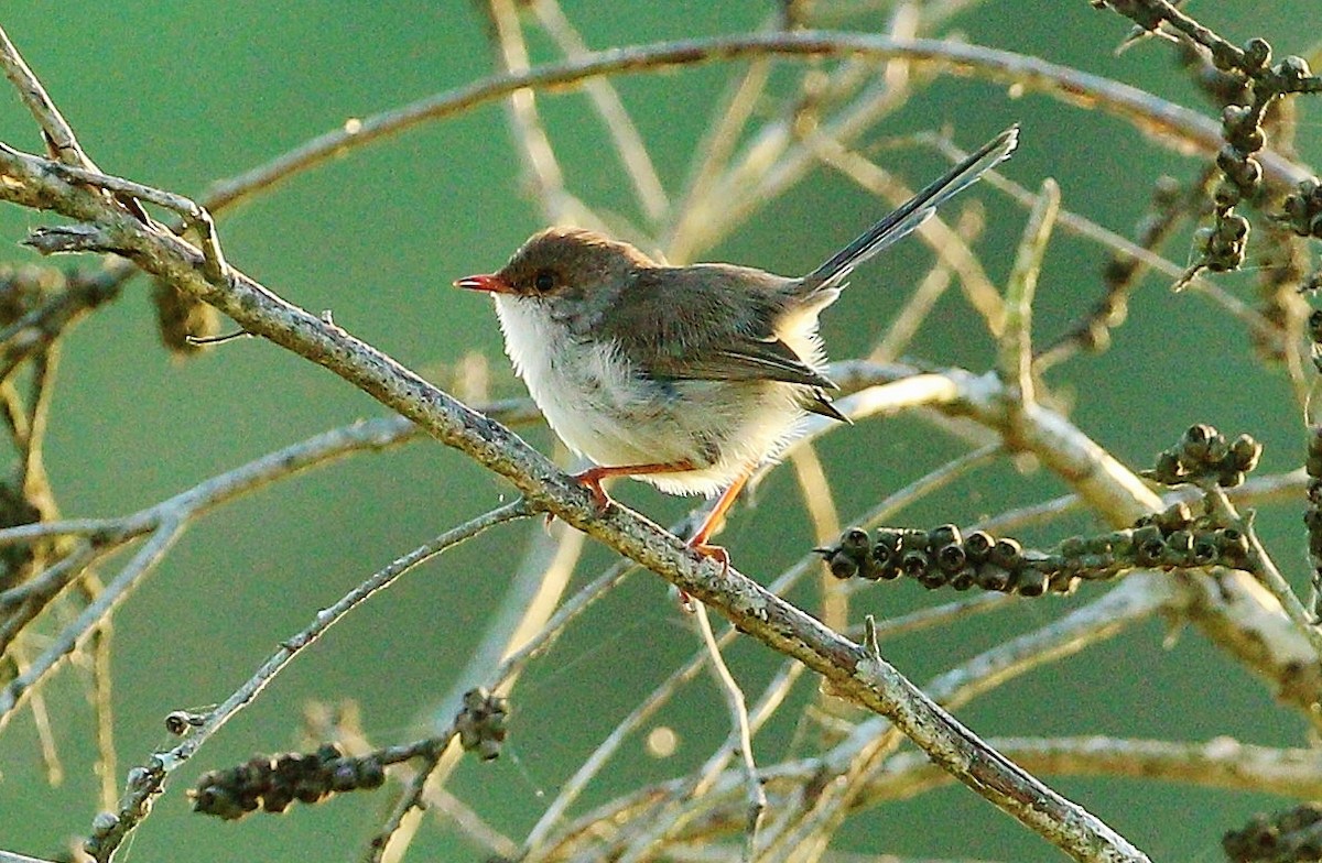 Superb Fairywren - ML337674101