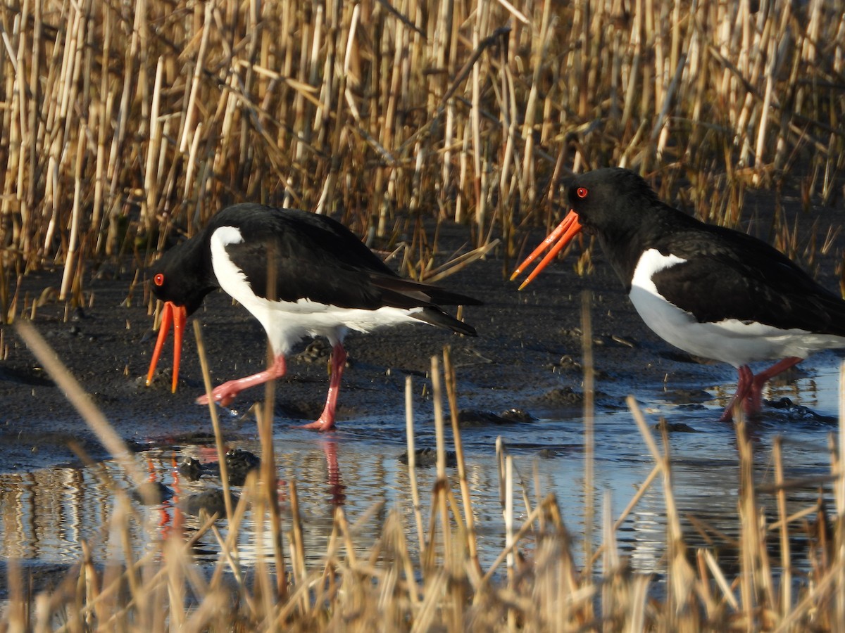 Eurasian Oystercatcher - Martin Rheinheimer