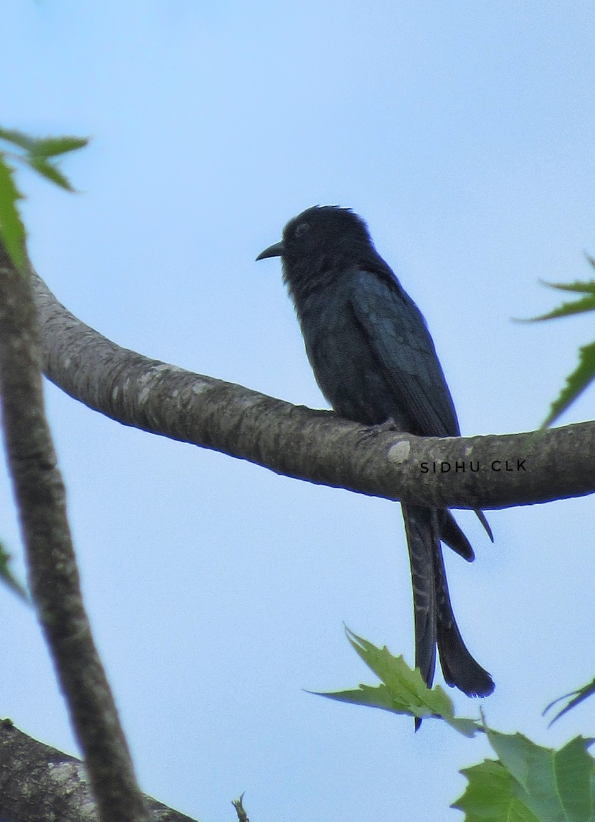 Fork-tailed Drongo-Cuckoo - ML337675071