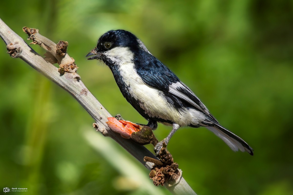 White-naped Tit - ML337675471