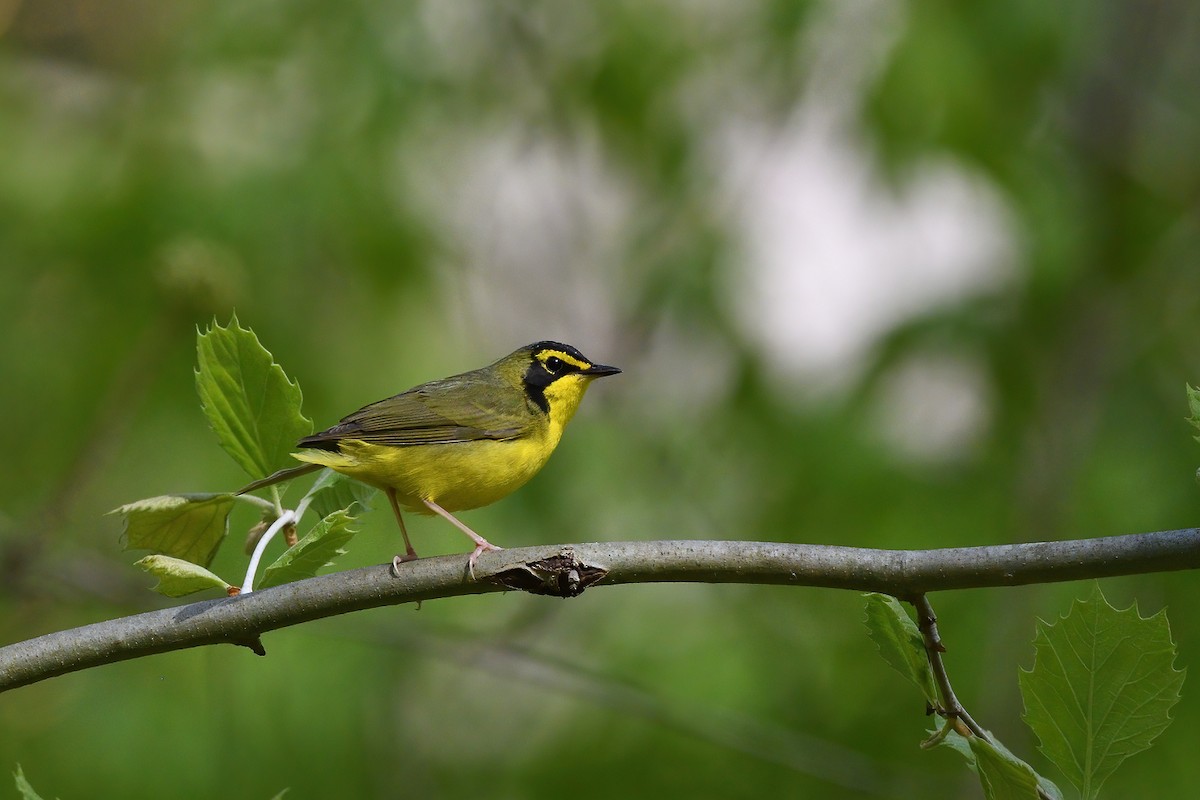 Kentucky Warbler - ML337676361