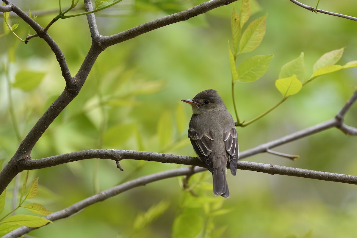 Eastern Wood-Pewee - ML337677441