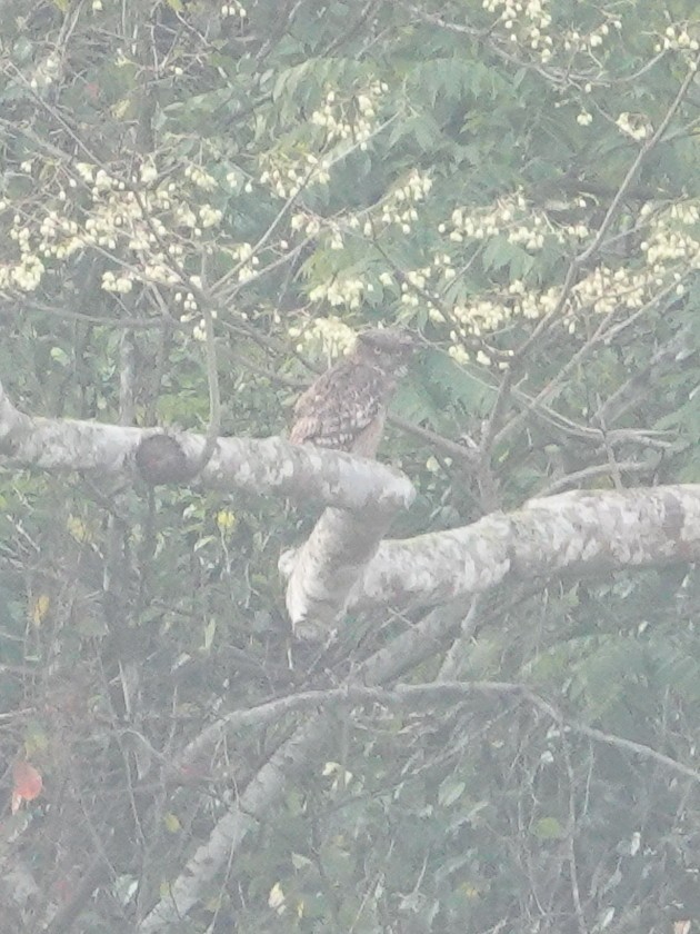 Brown Fish-Owl - ML337677911
