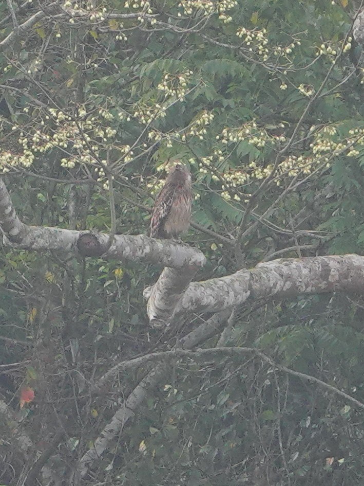 Brown Fish-Owl - ML337677931