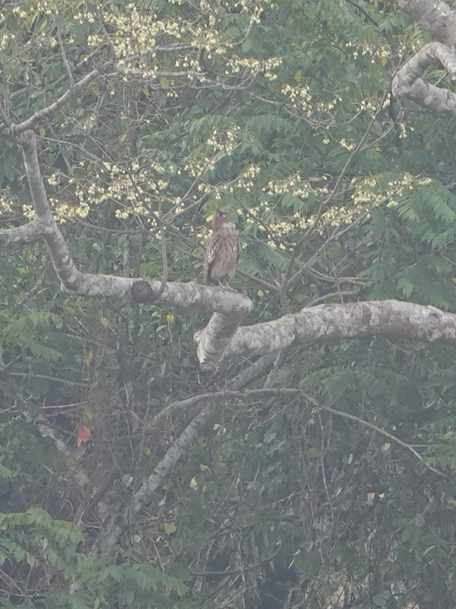 Brown Fish-Owl - ML337677941