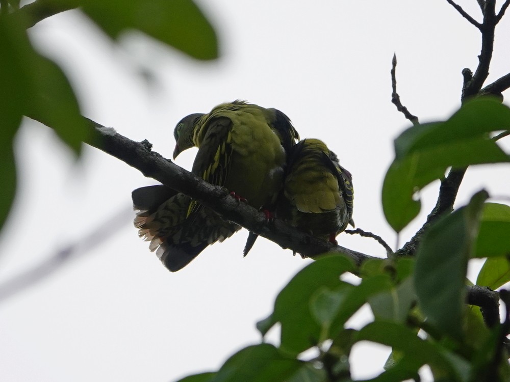Thick-billed Green-Pigeon - ML337678001