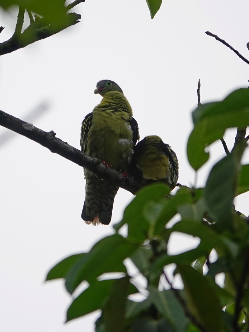 Thick-billed Green-Pigeon - ML337678011