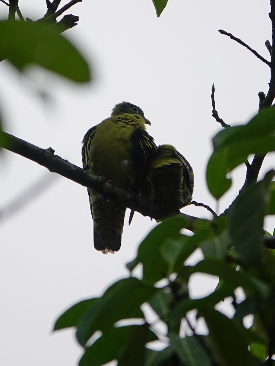 Thick-billed Green-Pigeon - ML337678021