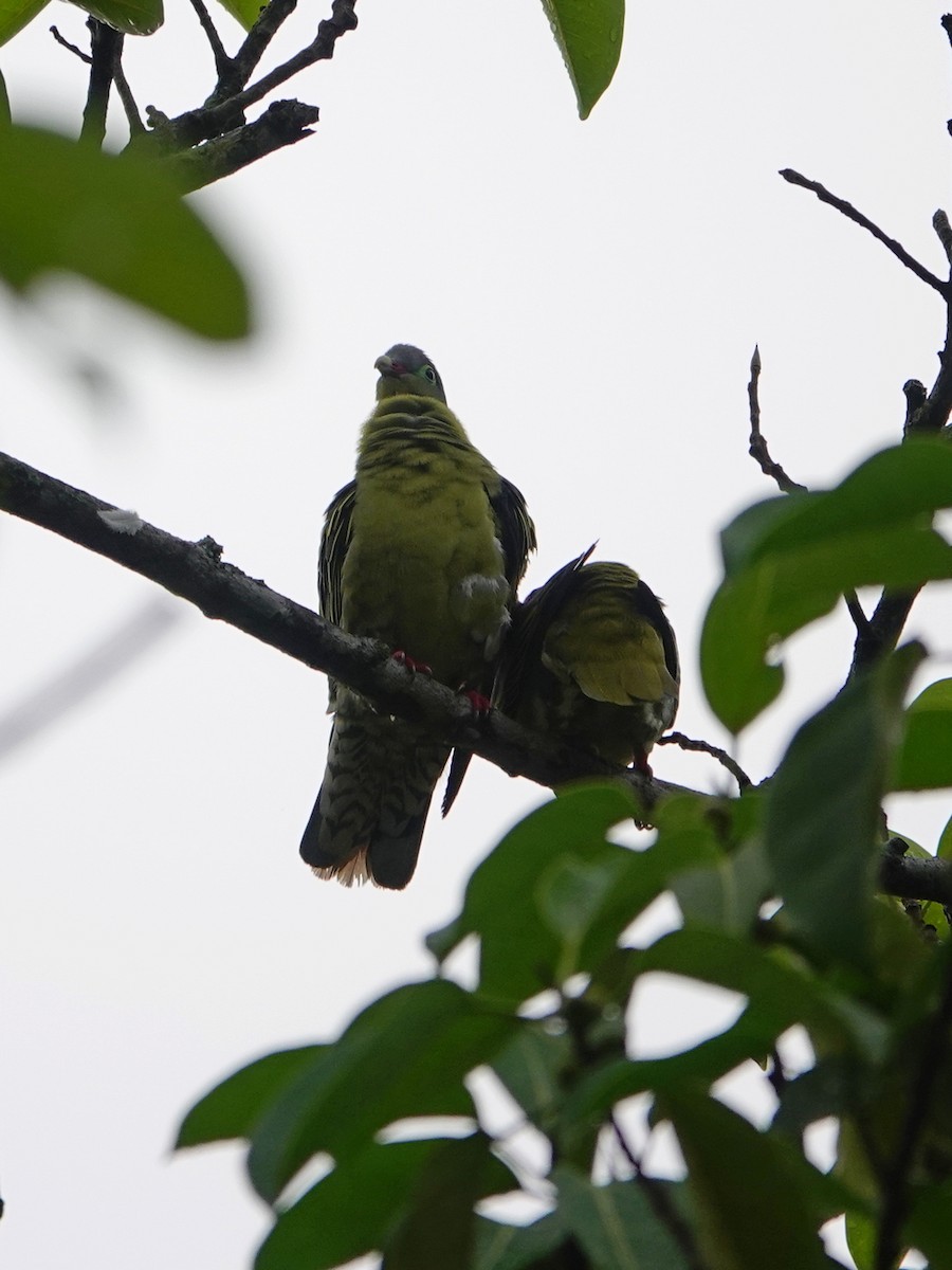 Thick-billed Green-Pigeon - ML337678041