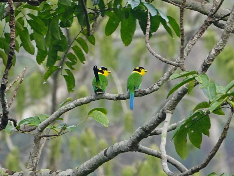Long-tailed Broadbill - ML337678131